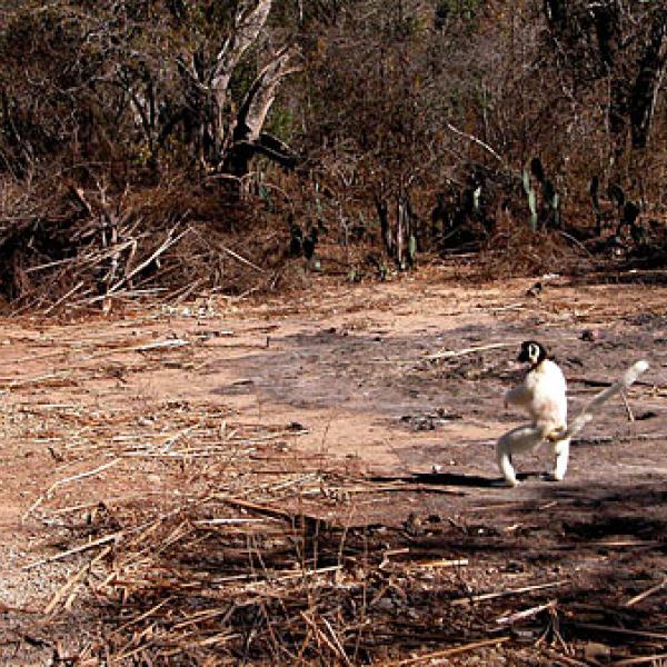 Habitat fragmentation creates challenges for lemurs.