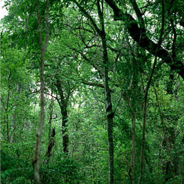 A Riverine Forest.