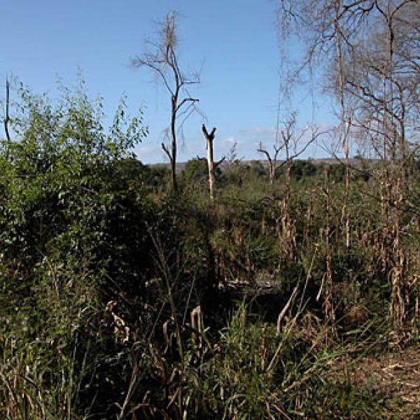 Altered forest for subsistence agriculture.
