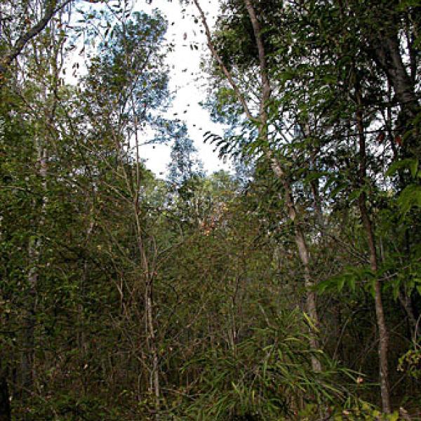 Intact forest within Beza reserve.