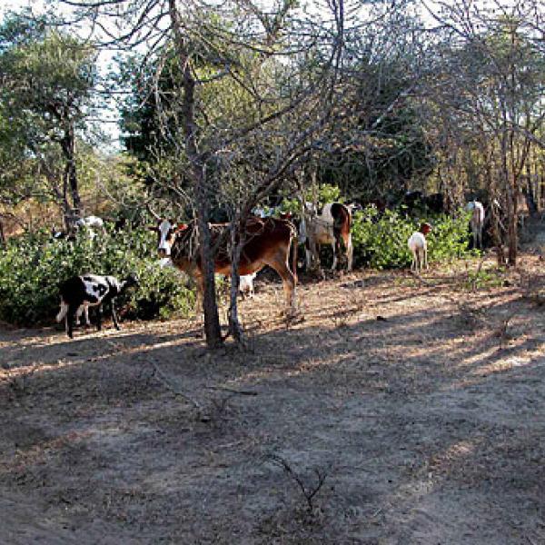 Cows and goats feed within lemur habitats.