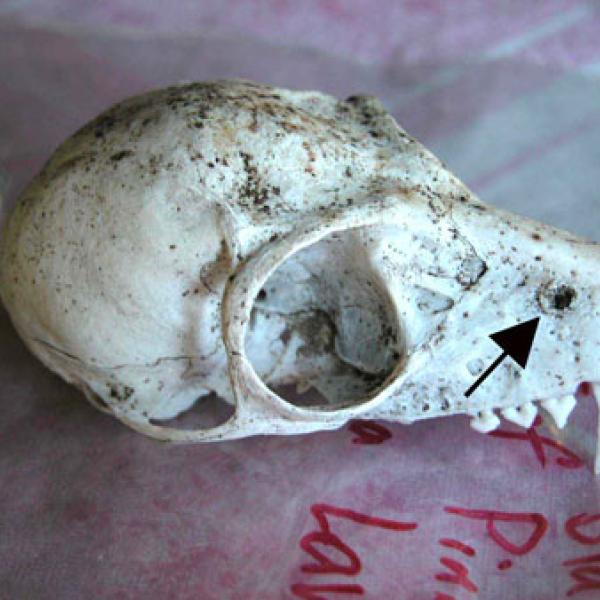 Skull of an unidentified individual.