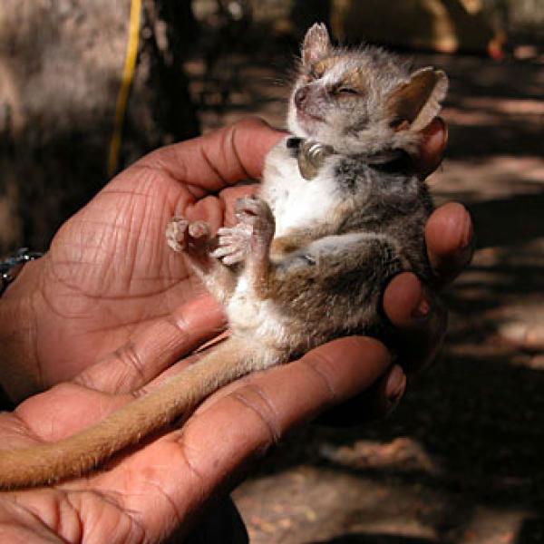 Microcebus griseorufus: the gray brown mouse lemur.