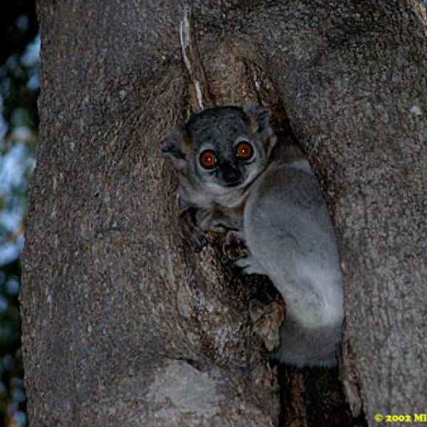 Lepilemur leucopus: the White-footed sportive lemur.
