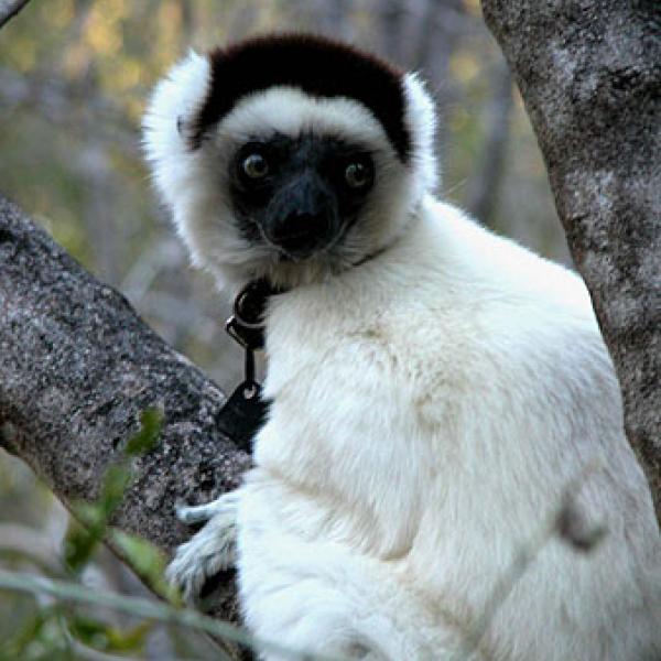 Propithecus verreauxi: Verreaux’s sifaka.