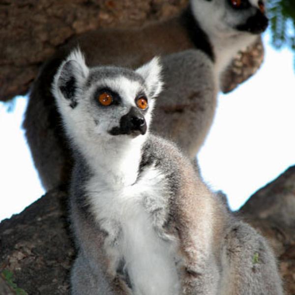 Female ring-tailed lemur.