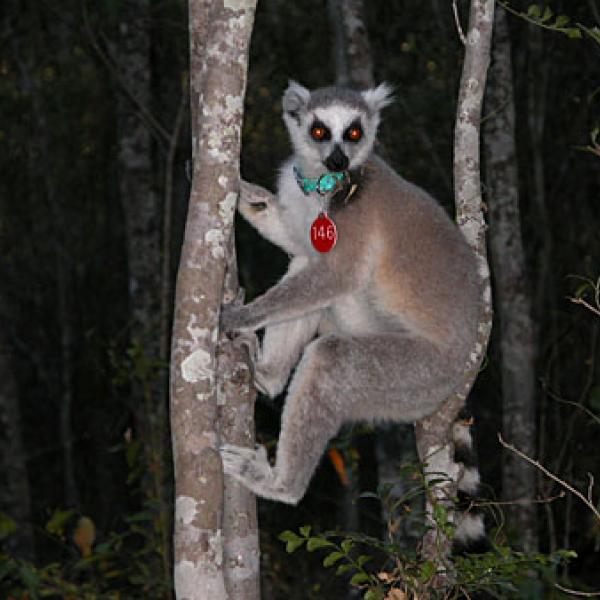 A ring-tailed lemur in the Beza Mahafaly Special Reserve.