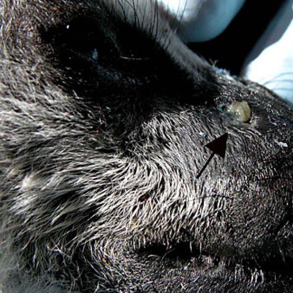 Dental abscess due to infected, decaying canines.