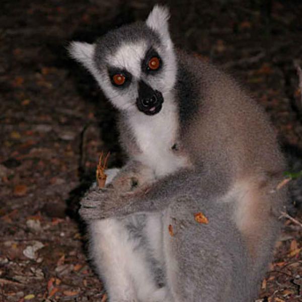 A lemur feeding on Tamarinds.