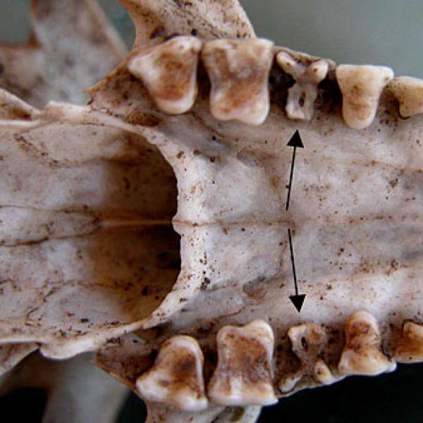 Differential wear on a lemur's teeth.