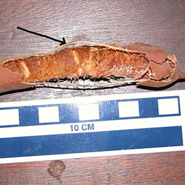 A Tamarind with string-like fibers.