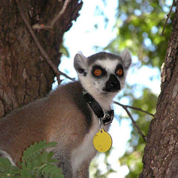 A lemur in the trees.