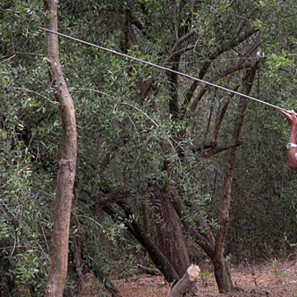 Enafa darts a lemur.