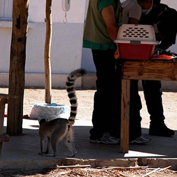 This lemur was darted the day before.