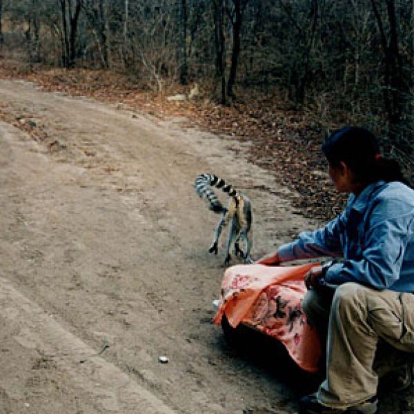 The lemurs are safely released.