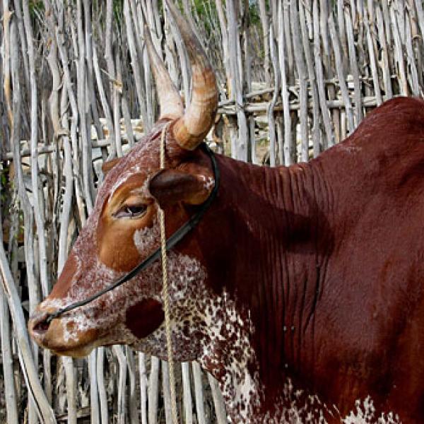 A brown Omby