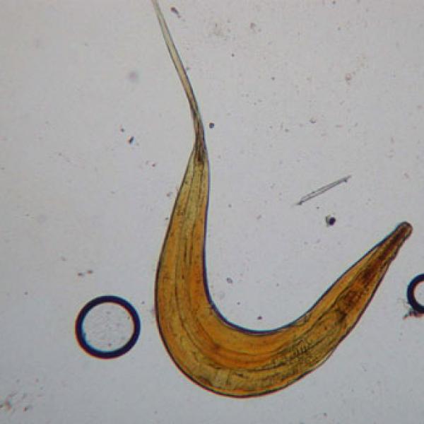 Ring-tailed lemur endoparasite.
