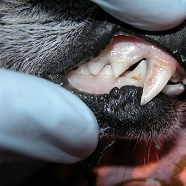A lemur with normal teeth.