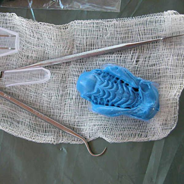 Dental mold from a lemur.