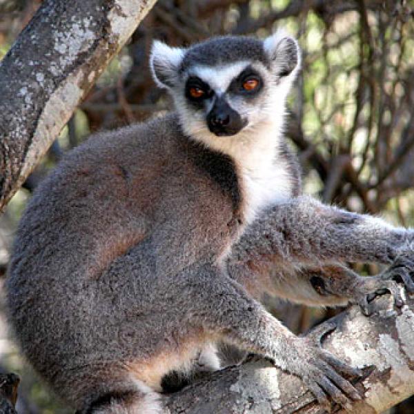 A lemur closeup.