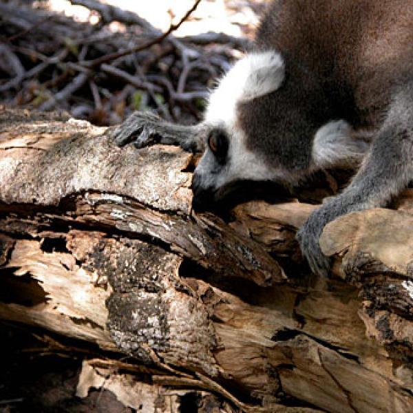 They also eat digested cellulose left behind by termites.