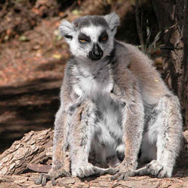 Male ring-tailed lemur.