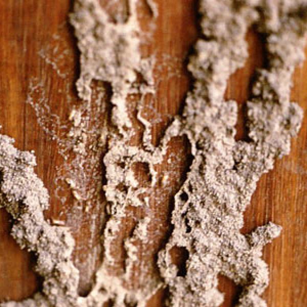 Digested cellulose left behind by termites.