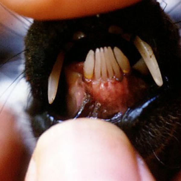 A lemur toothcomb.