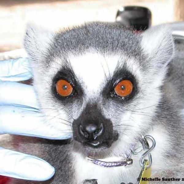 Lemurs look different!