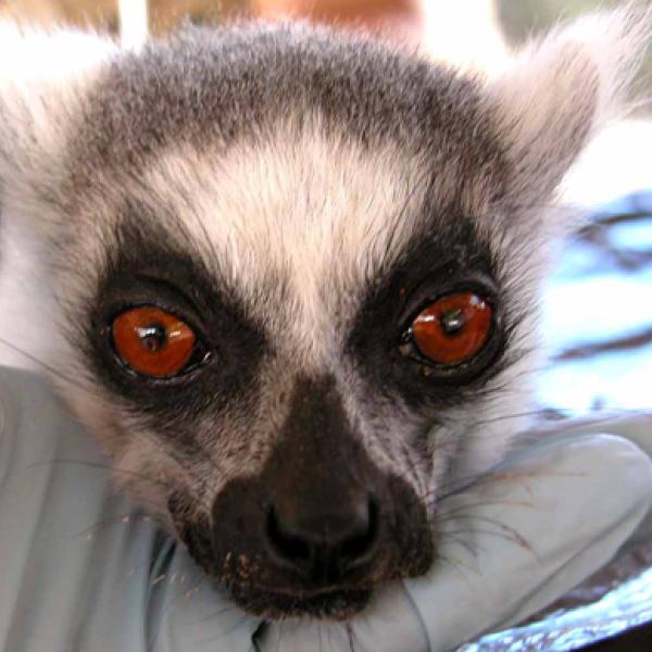 Lemurs look different! with large red eyes