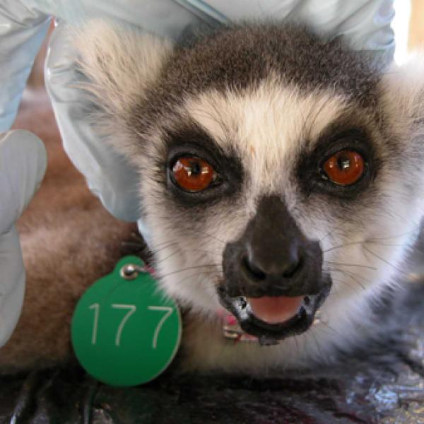 Lemurs look different! with a facial mask