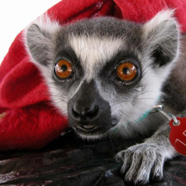 Lemurs look different! with dark black noses