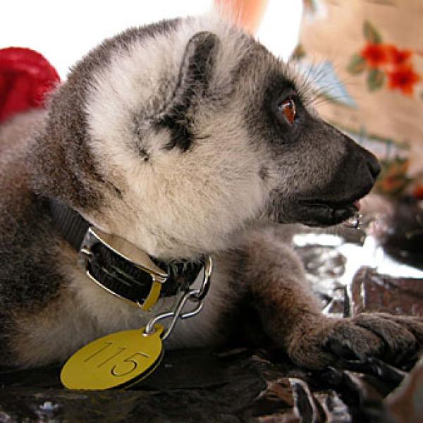 A Lemur after receiving a collar and tag.