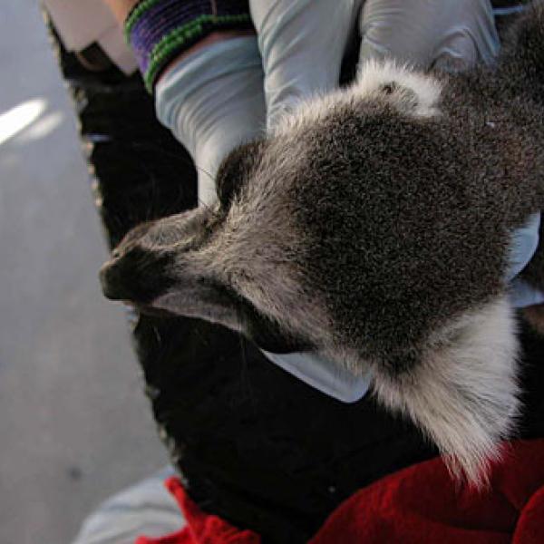 A lemur with an only partially developed left ear.