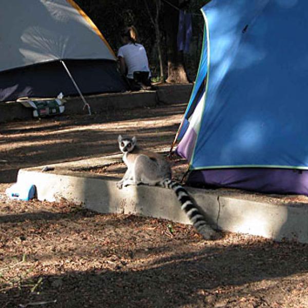A lemur in the research camp.
