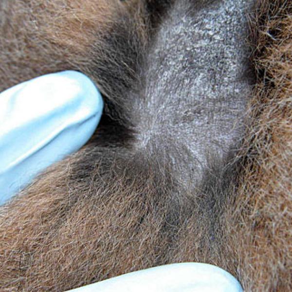 A lemur with alopecia, hair loss.