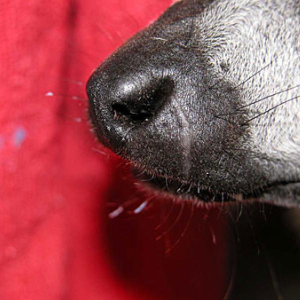 A lemur with canine slashes across the nose.