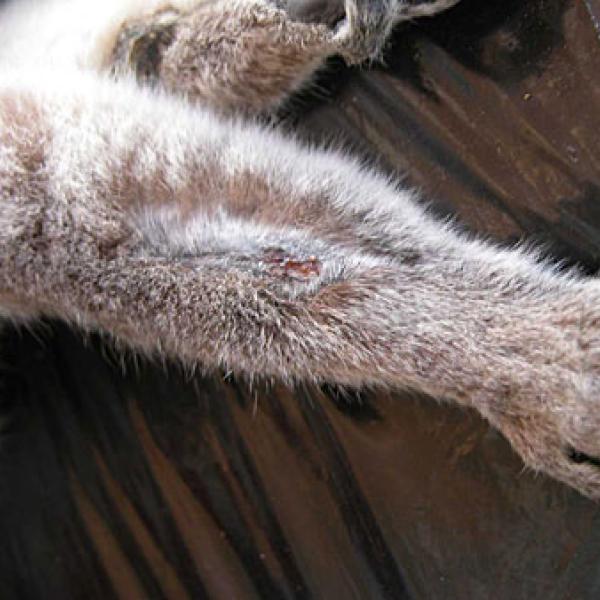 A lemur with canine slashes on the arm.