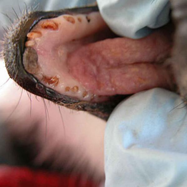 A lemur with very worn teeth.