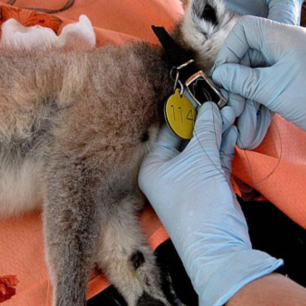 Lemurs receive a collar after capture.