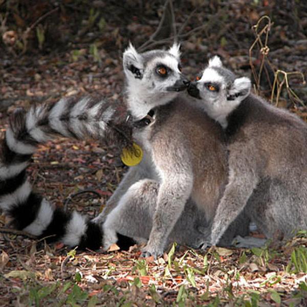 Lemurs touching noses.