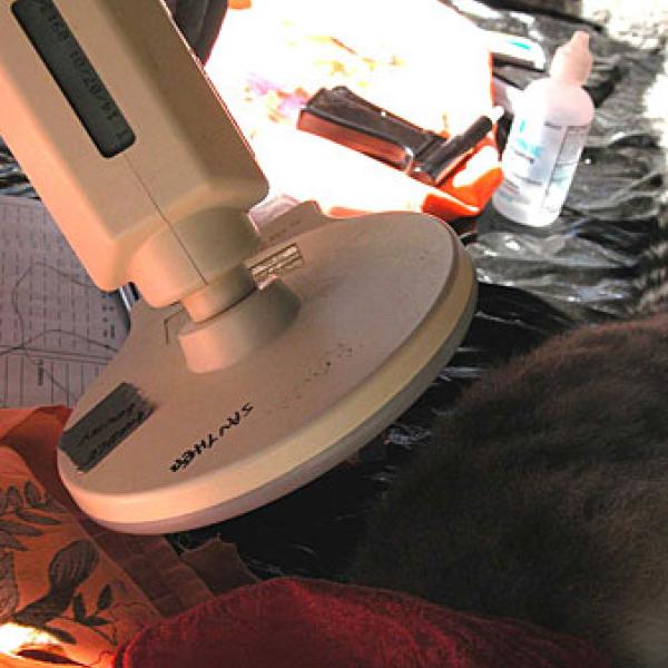 Vets check the inserted microchip.