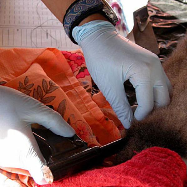 Vets insert a microchip.