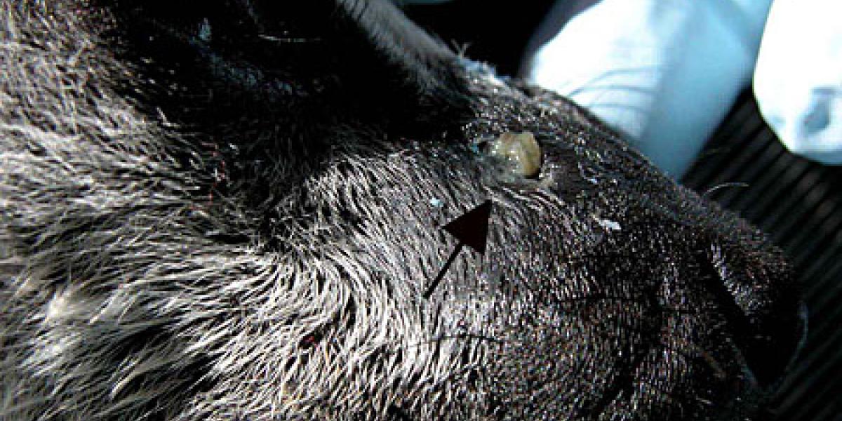 a lemur snout with injury
