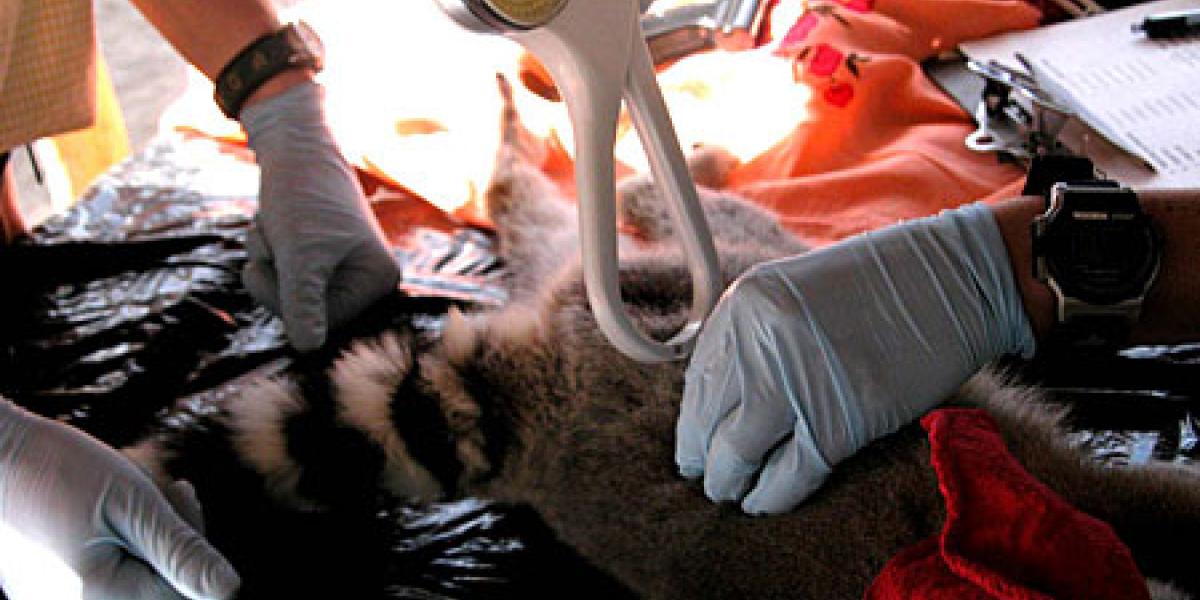 lemur health exam