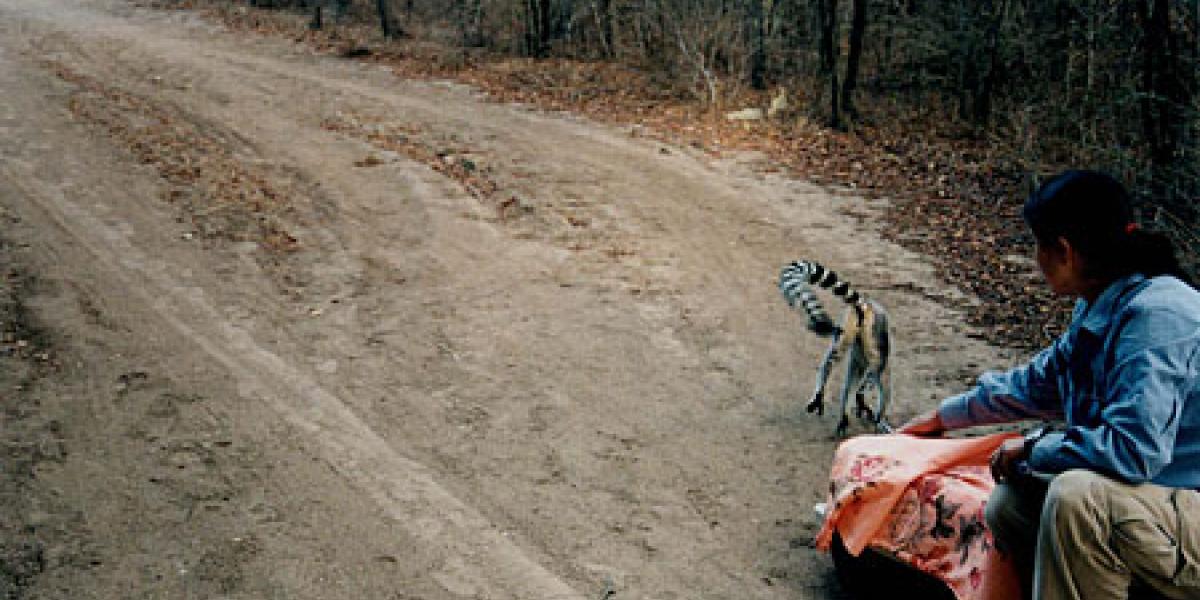 a lemur running away after being released