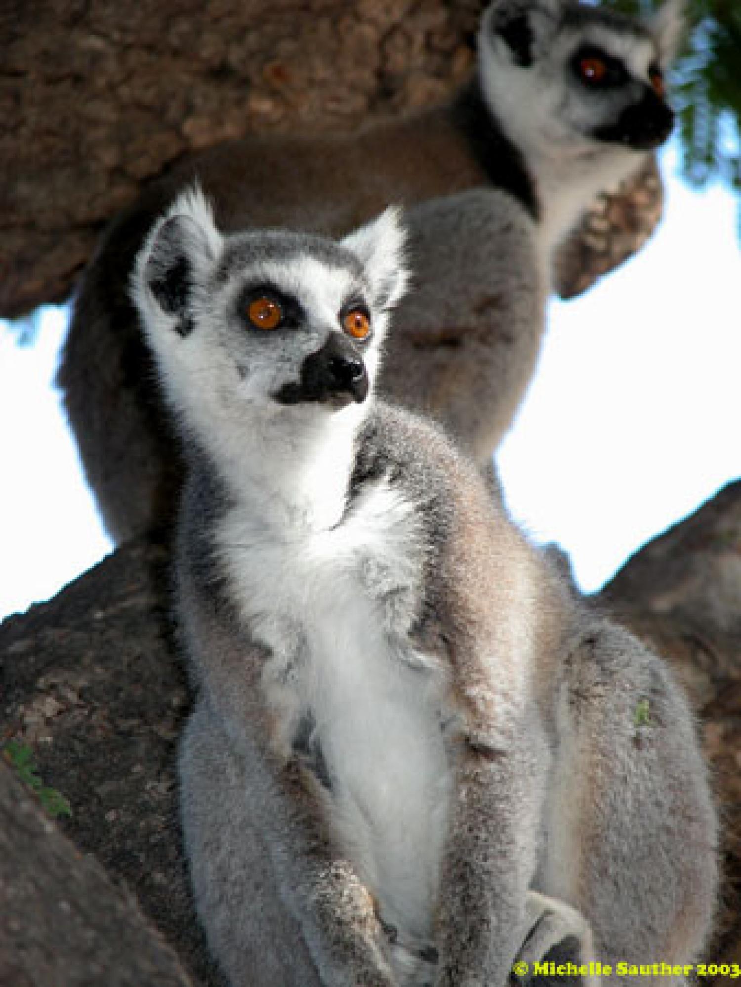 Female ring-tailed lemur.