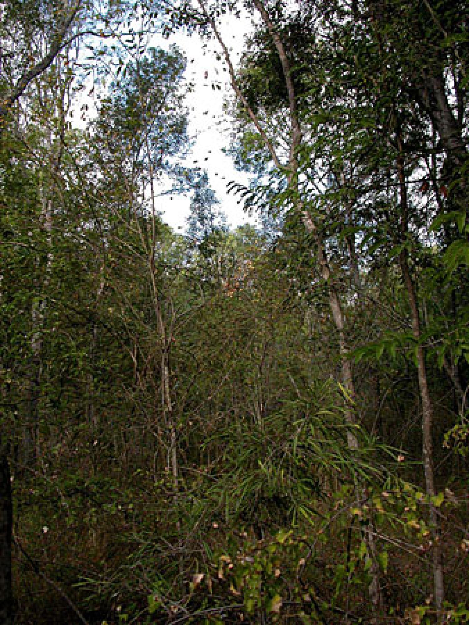 The Beza Mahafaly special reserve forest habitat