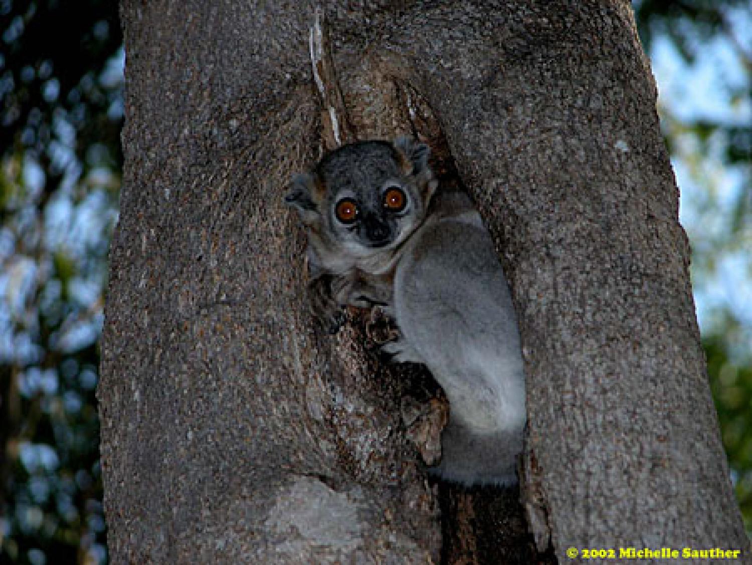 A lemur in a tree cavity