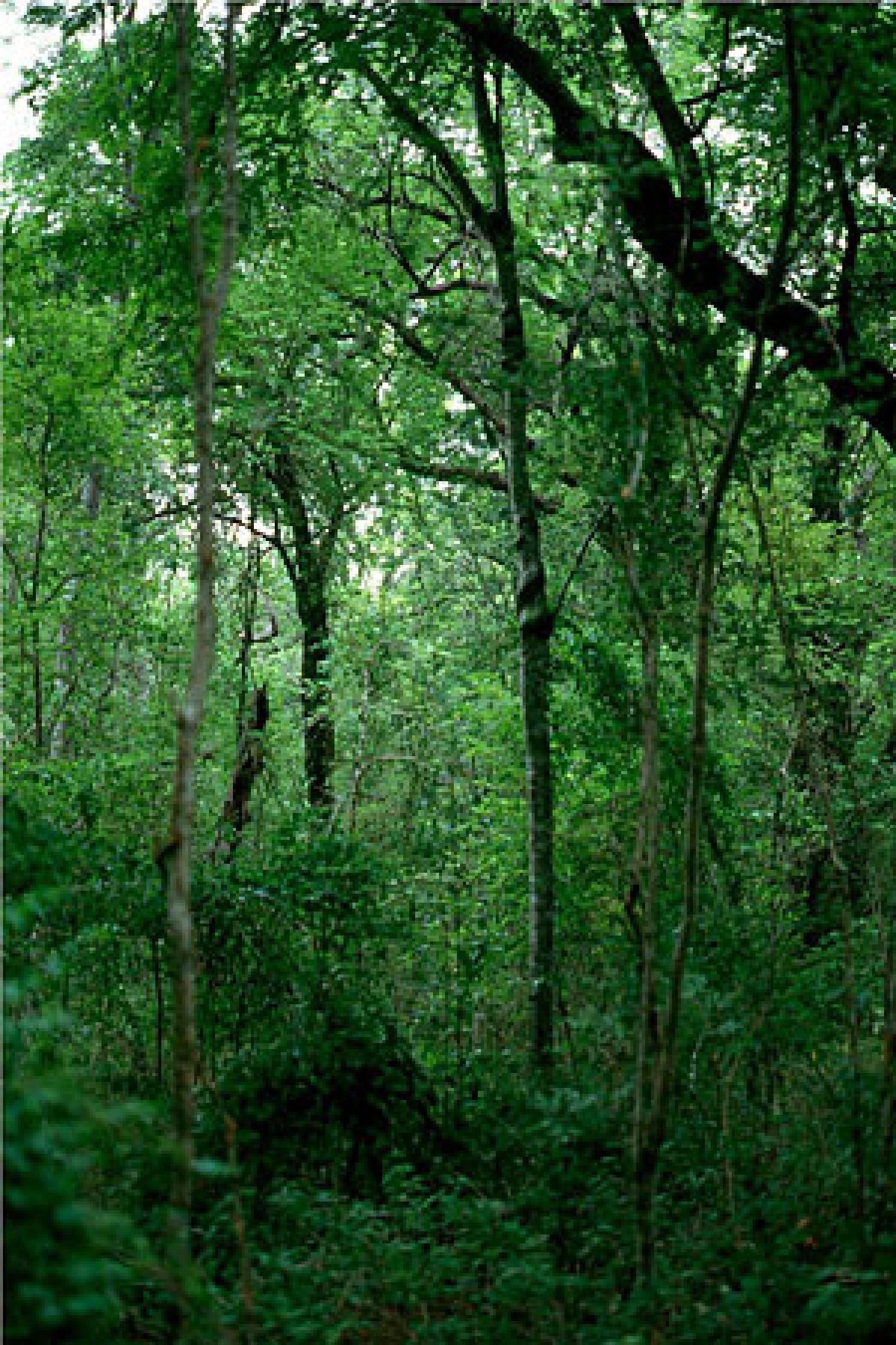 ravine forest